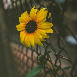 Meet your Posher, Kellin